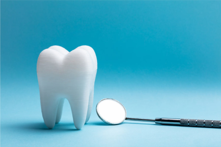 Understanding the Anatomy of Your Teeth Curtis Family Dentistry NC
